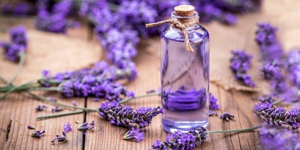 lavanta yağı ne için kullanılır lavanta yağı ne için kullanılır