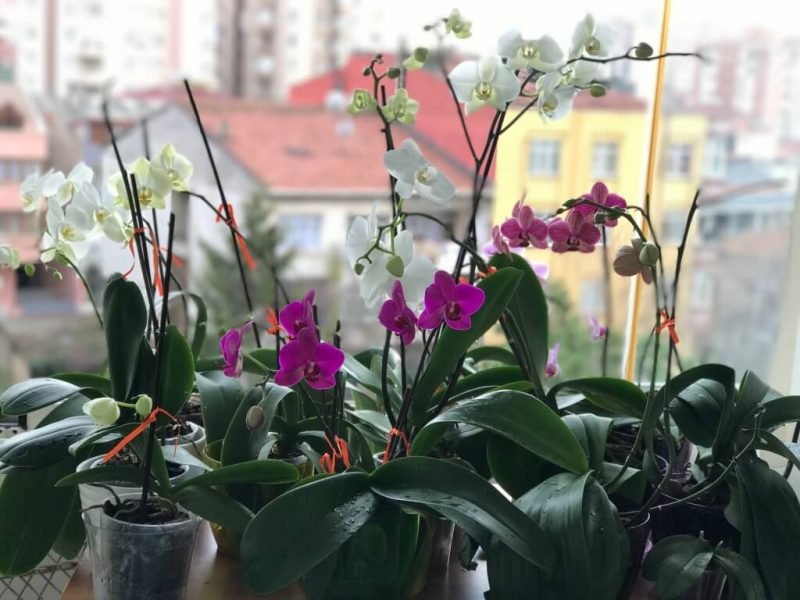 orkide çiçeği bakımı evde nasıl yapılır orkide çiçeği bakımı evde nasıl yapılır