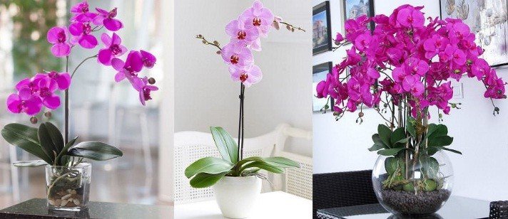 orkide çiçeği nasıl sulanır orkide çiçeği nasıl sulanır