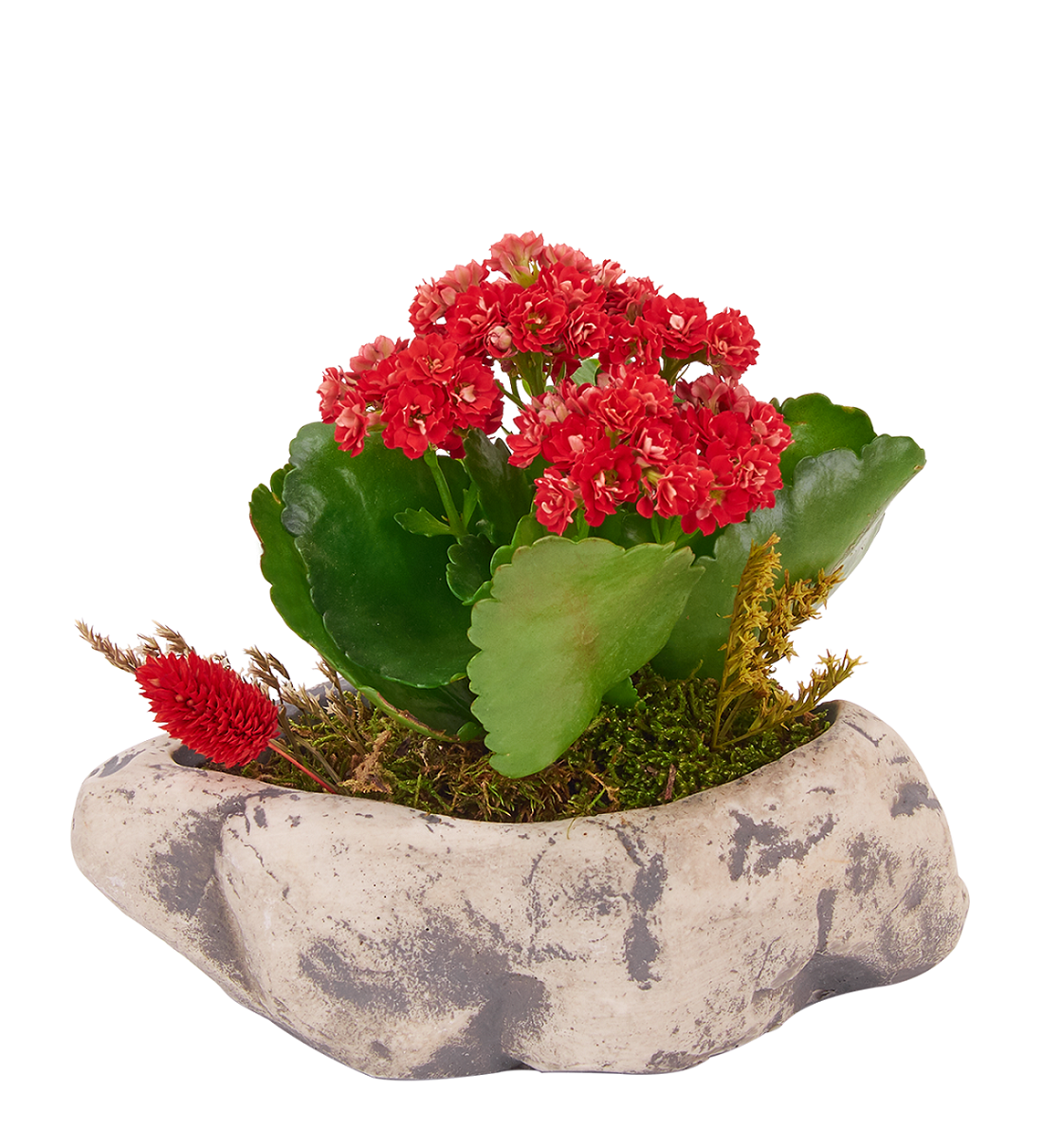 Osevio.com Kırmızı Kalanchoe kalanşo Saksı Çiçeği 94 TL Osevio.com Kırmızı Kalanchoe kalanşo Saksı Çiçeği 94 TL