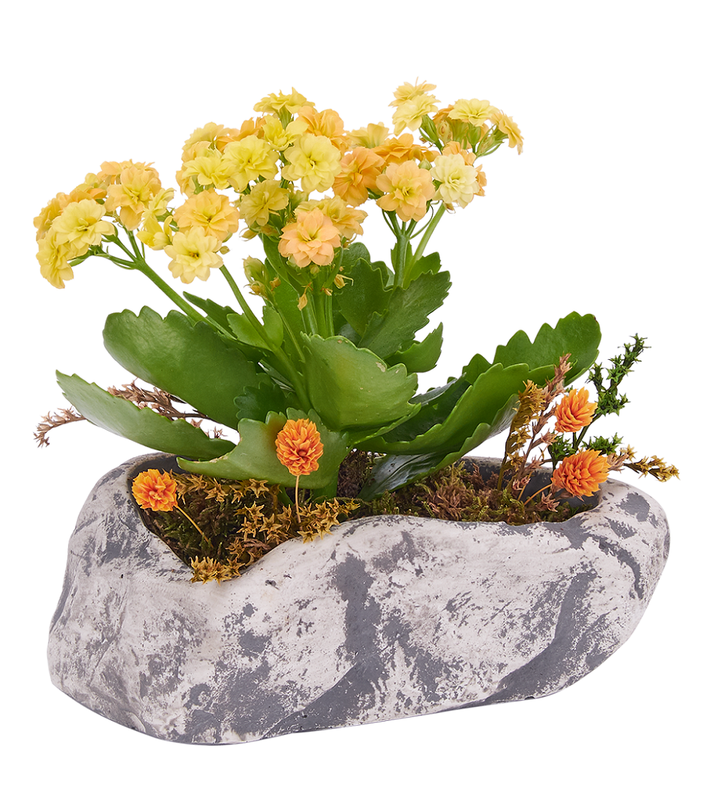 Osevio.com Sarı Kalanchoe Saksı Çiçeği 94 TL Osevio.com Sarı Kalanchoe Saksı Çiçeği 94 TL