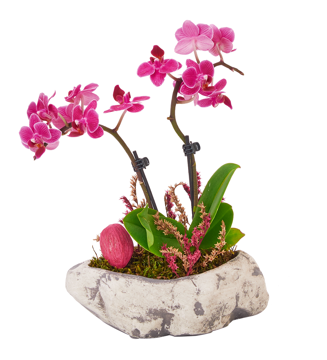 Osevio.com Taş Saksıda 2 Dal Mor Orkide 128 TL Osevio.com Taş Saksıda 2 Dal Mor Orkide 128 TL