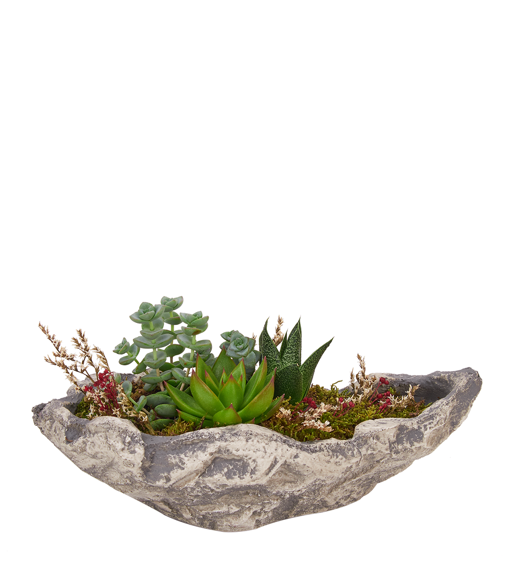 Osevio.com Taş Saksıda Sukulent Bahçe Aranjmanı 181 TL Osevio.com Taş Saksıda Sukulent Bahçe Aranjmanı 181 TL