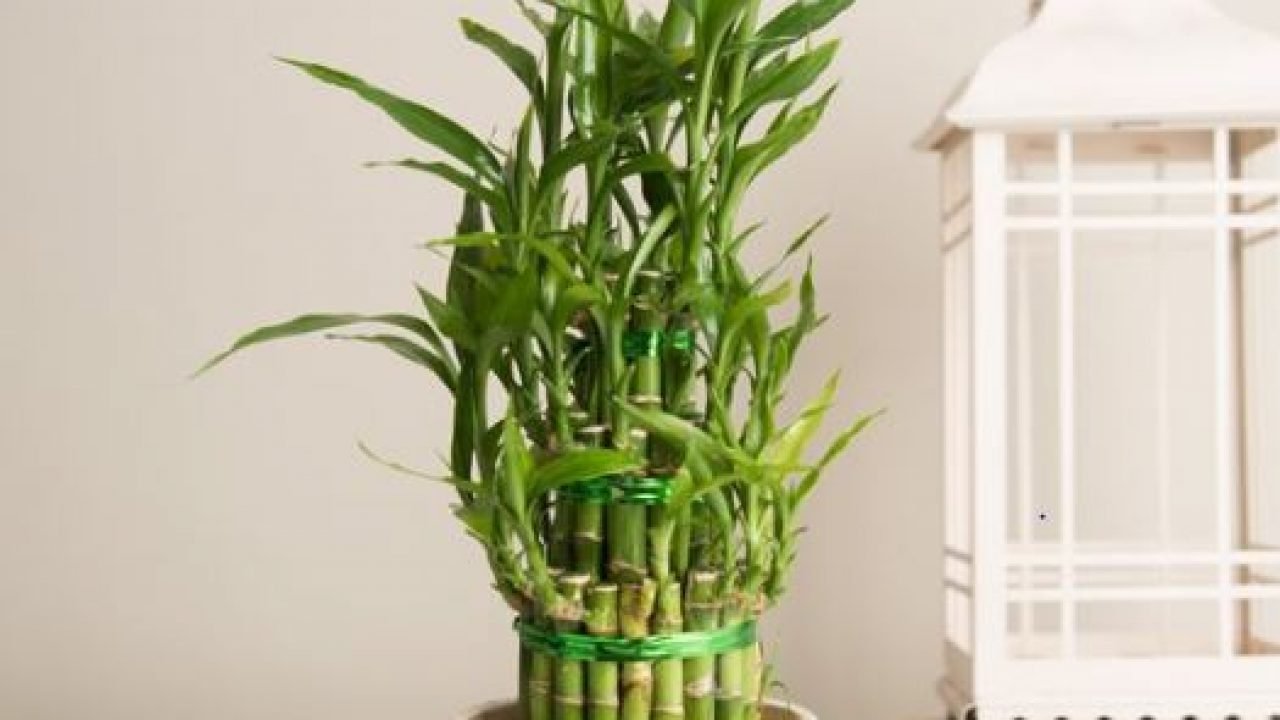 evde bambu yetiştirme
